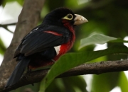 开云官网-加纳铁壁锁银河战舰，莱奥一剑封喉定乾坤—非洲足球哲学对欧洲霸权的战术解构